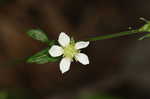 White avens